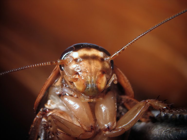 “LA EMOCIÓN DE ASCO ANTE LAS CUCARACHAS ES TAN INTENSA QUE FACILITA EL DESARROLLO DE UNA CONDUCTA FÓBICA ANTE UN INSECTO QUE APARENTEMENTE NO ES PELIGROSO, PERO QUE TIENE ESE PODER”, SEÑALARON EXPERTOS.