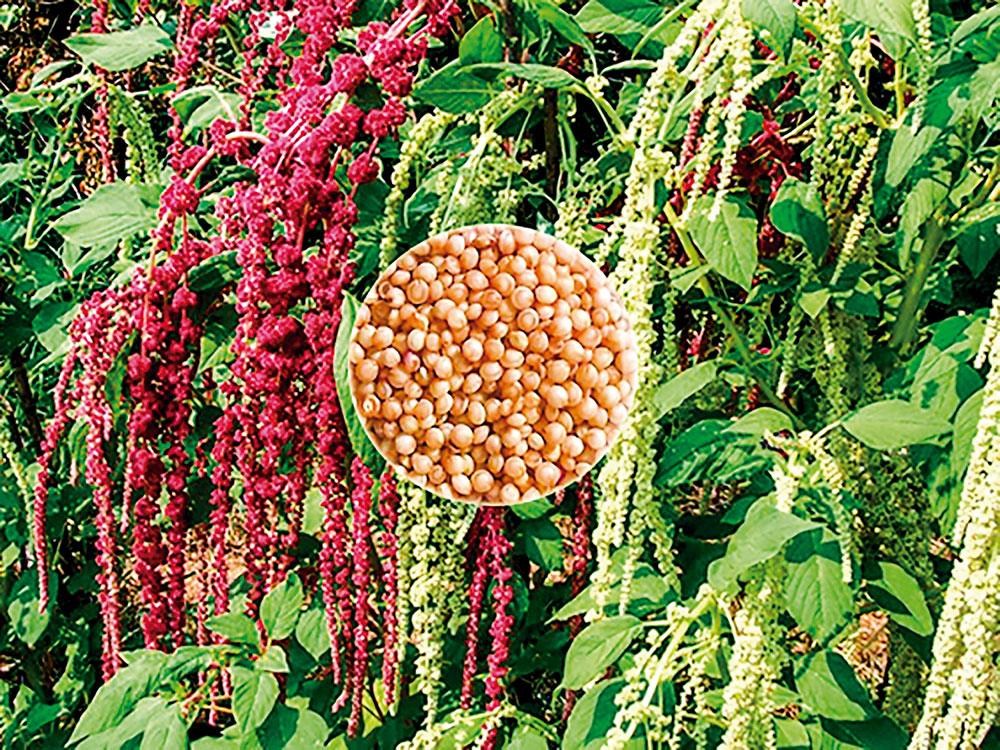 Amaranto, excelente fuente nutricional El Diario Bolivia