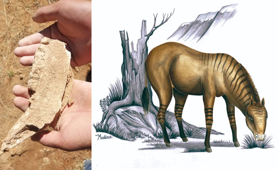 Mojocoya revela el eslabón perdido de la evolución de los caballos El