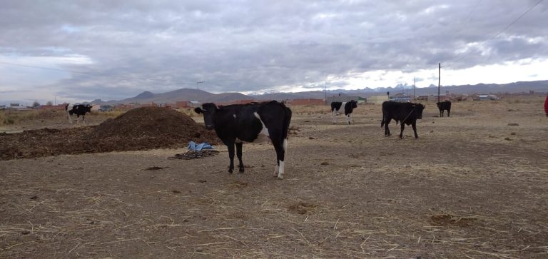 Sectores Rurales Sectores rurales alteños piden forraje y cisternas con agua - El Diario ...
