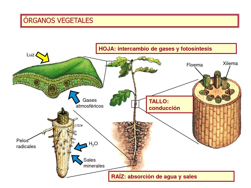 Los nutrientes y cómo se transportan en y para las plantas - El Diario