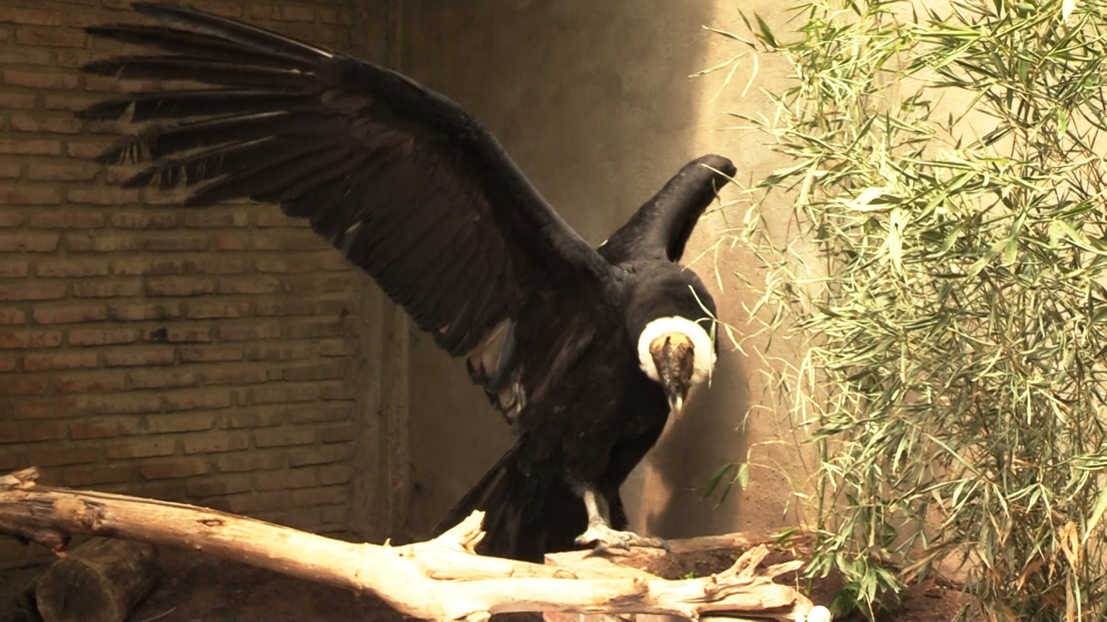 Rescatan a un cóndor andino del techo de una vivienda El Diario Bolivia
