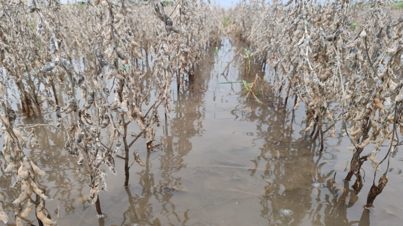 Declaran desastre en San Juan de Yapacaní El Diario Bolivia