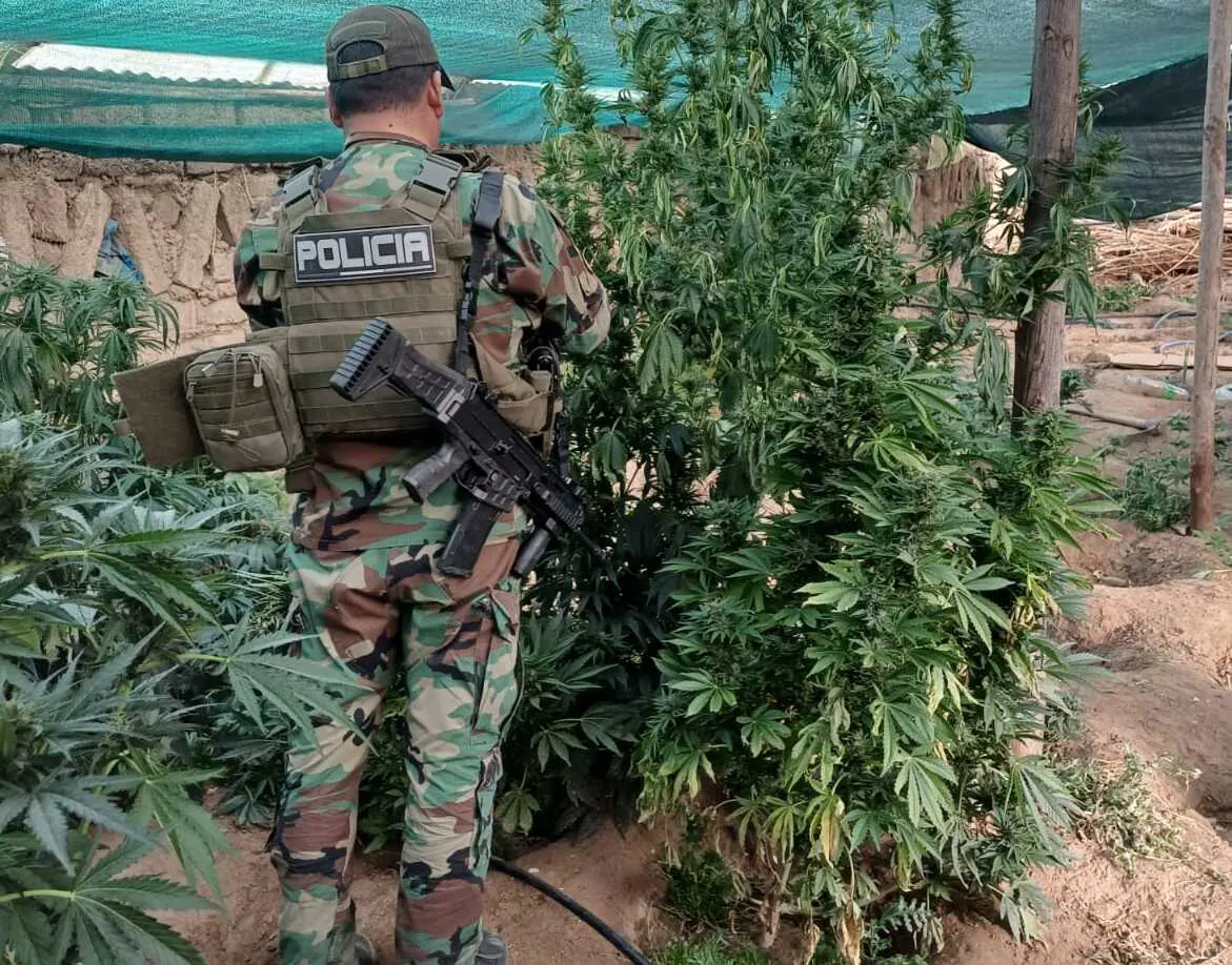 Viveros de marihuana usaban riego financiado por Evo Morales - El Diario -  Bolivia, image size:1171x918
