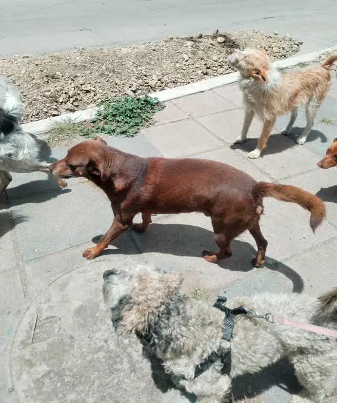 Los animales están en la rotonda de la parada del micro “Ch”.