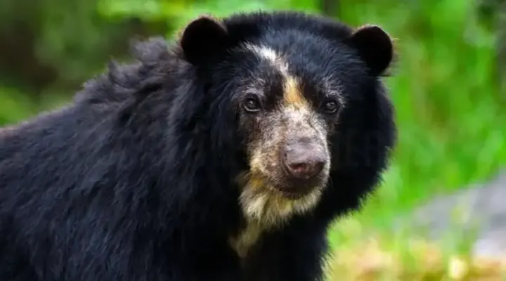 Caso de oso jucumari expone  fallas en protección de fauna